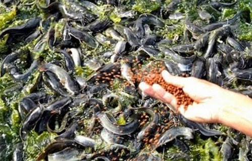 pakan-ternak-ikan-lele-terbaik
