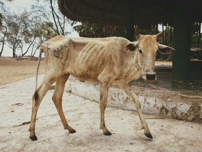 Pengendalian-Cacingan-pada-Ternak-Sapi