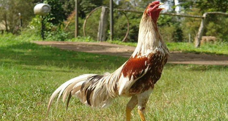 ayam-petarung-plucker