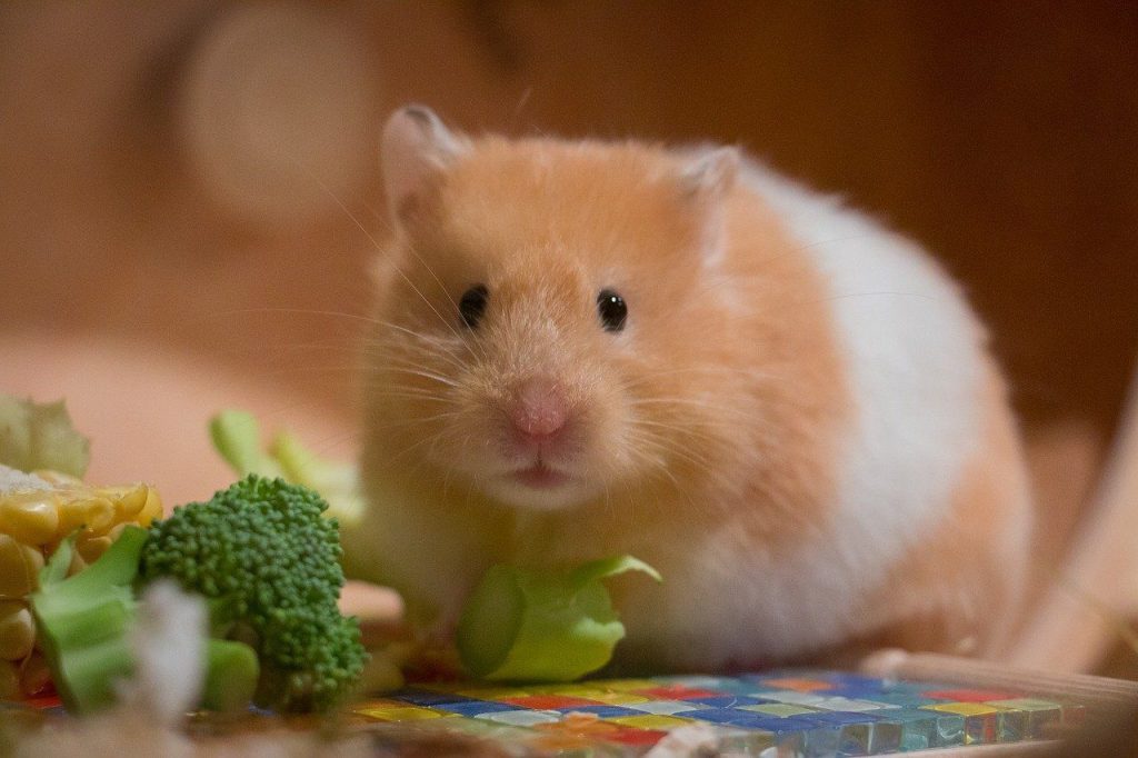 9-Sukses-Cara-Ternak-Hamster