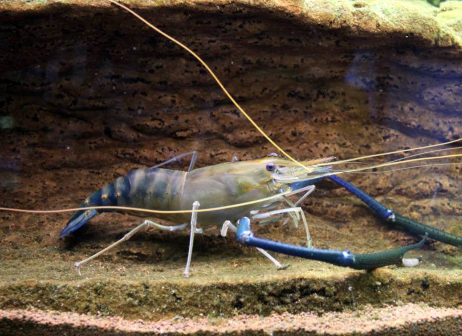jenis-udang-air-tawar-konsumsi