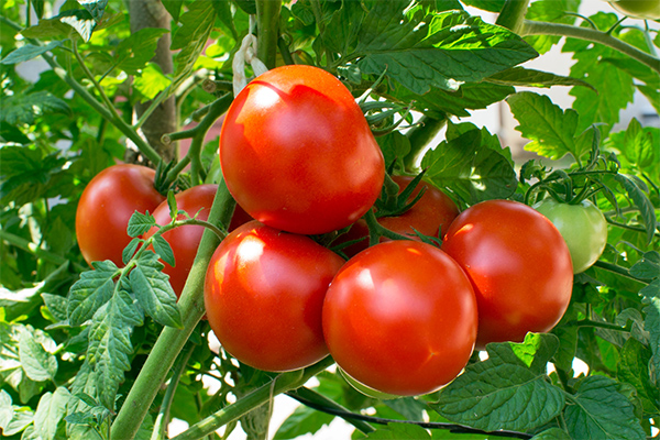 JENIS-BUAH-TOMAT-DI-SELURUH-DUNIA