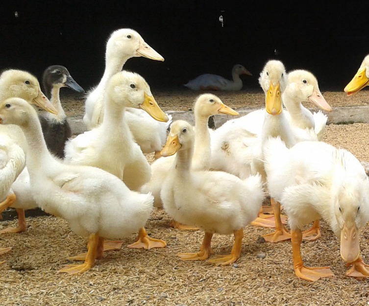 BETERNAK-BEBEK-PEKING-PEDAGING