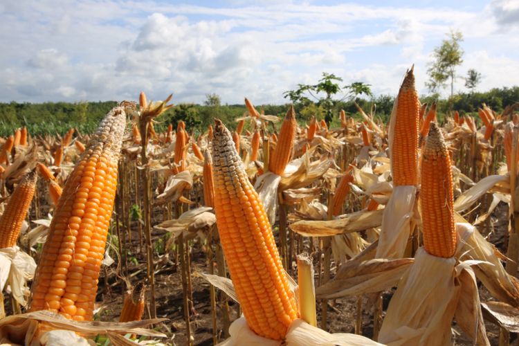 Jagung-Subsidi-Tak-Layak-Jadi-Pakan-Ternak