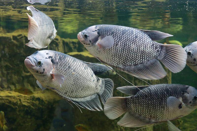 Ikan-Gurame-dan-Cara-Perawatanya