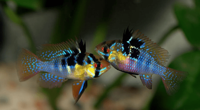 Cara-Budidaya-Ikan-Ramirezi