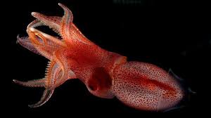 MENGENAL-LEBIH-DEKAT-CUMI-CUMI