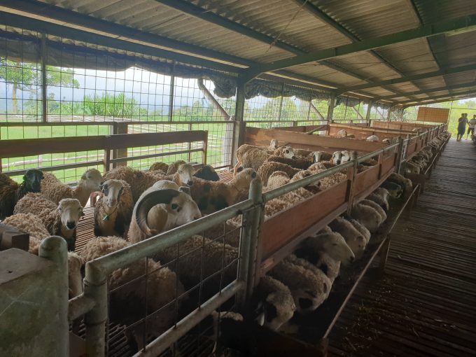 panduan-ternak-kambing-pemula