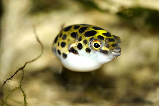 ikan-buntal-air-tawar