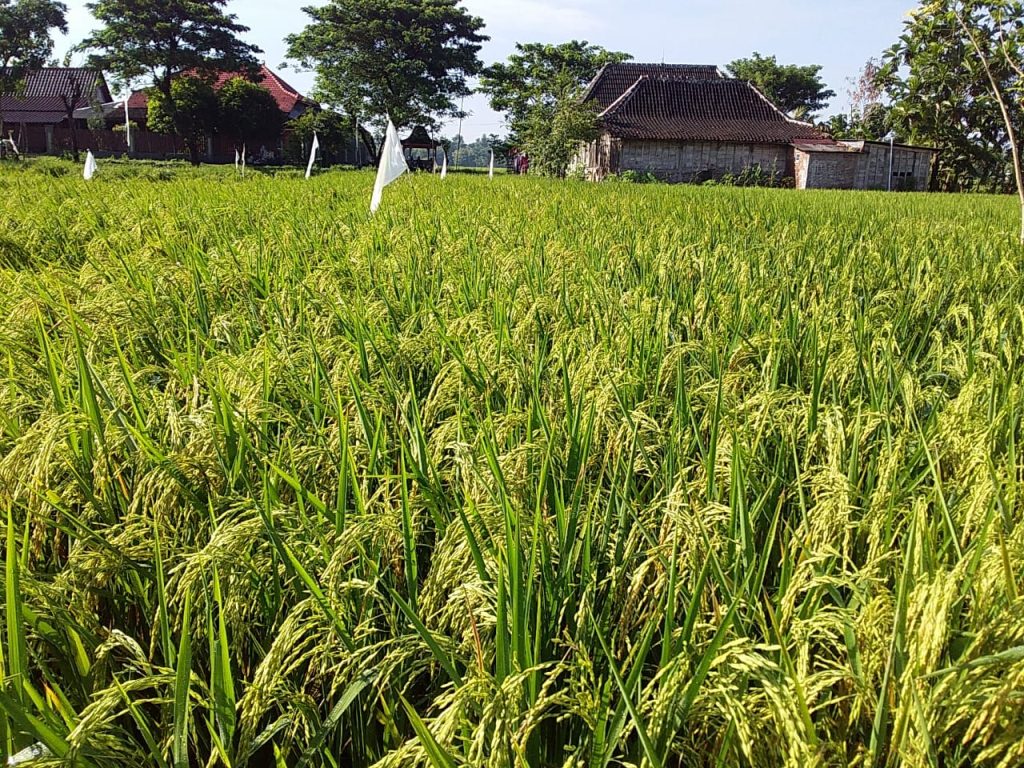 BENIH-PADI-MUSIM-HUJAN