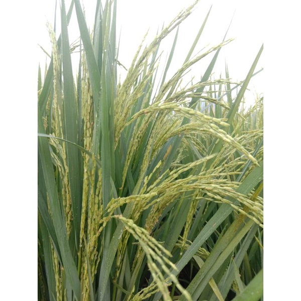 PADI-UNGGUL-TERBARU-TRI-SULTAN-05