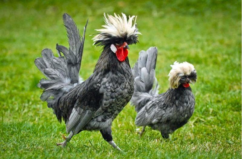 PELUANG-BISNIS-AYAM-HIAS