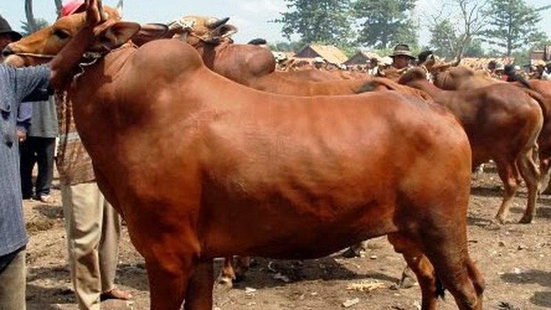 CARA-MEMILIH-SAPI-POTONG-YANG-BAGUS