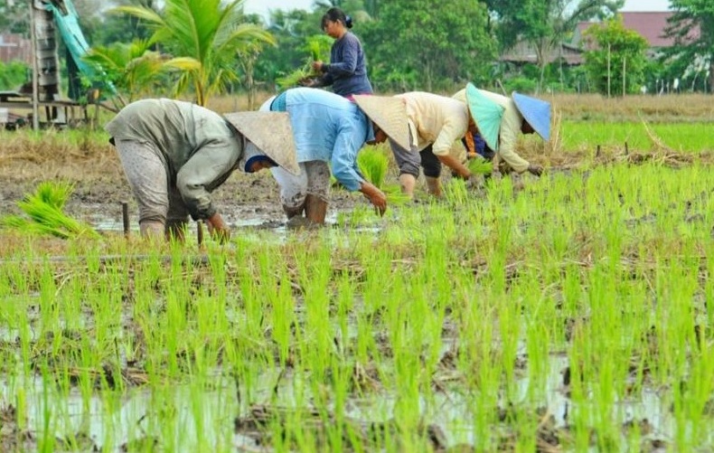 PADI-MUSIM-TANAM-KE-DUA