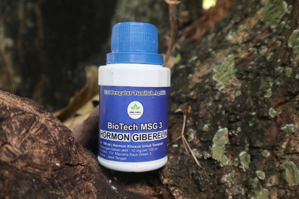 MANFAAT-PEMBERIAN-GIBERELIN-PADA-PADI