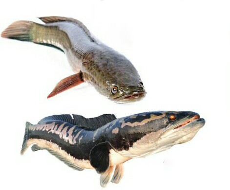 PERBEDAAN-IKAN-TOMAN-DAN-GABUS