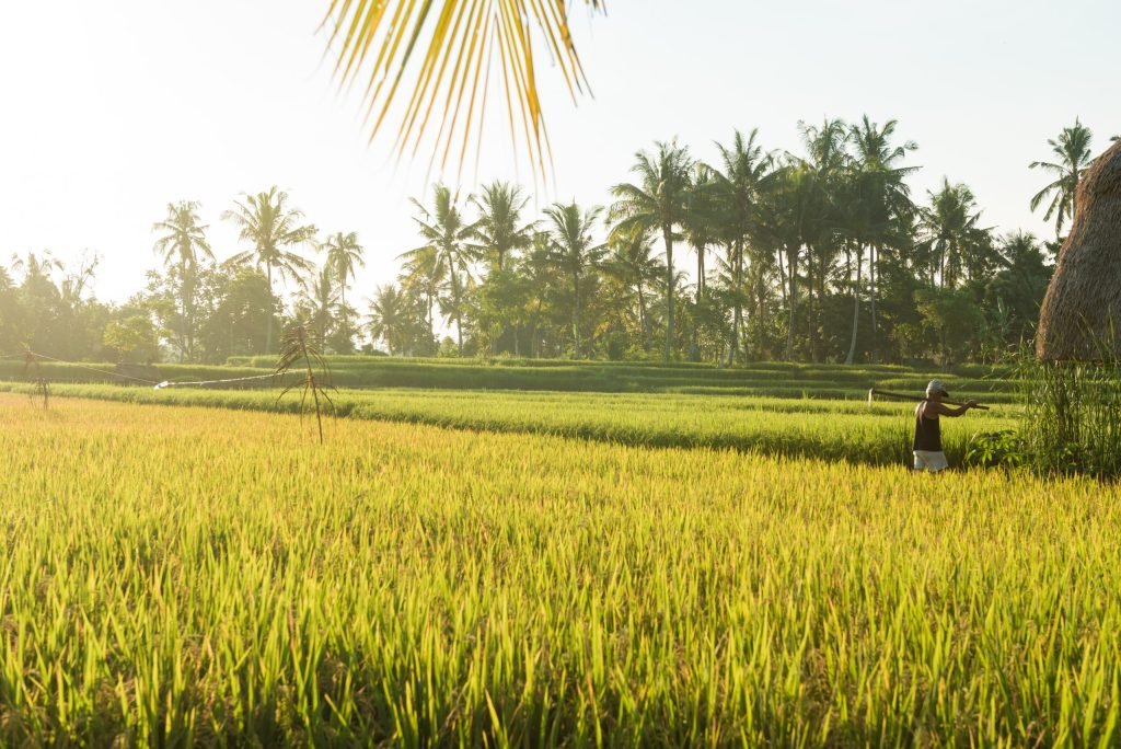 BENIH-PADI-TERBAIK-INDONESIA