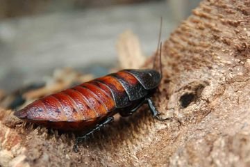 Cara-Berternak-Kecoa-Madagaskar