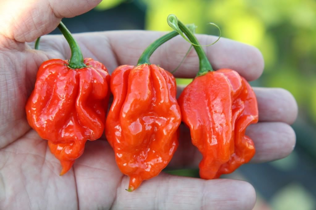 10-Cabai-Terpedas-di-Dunia