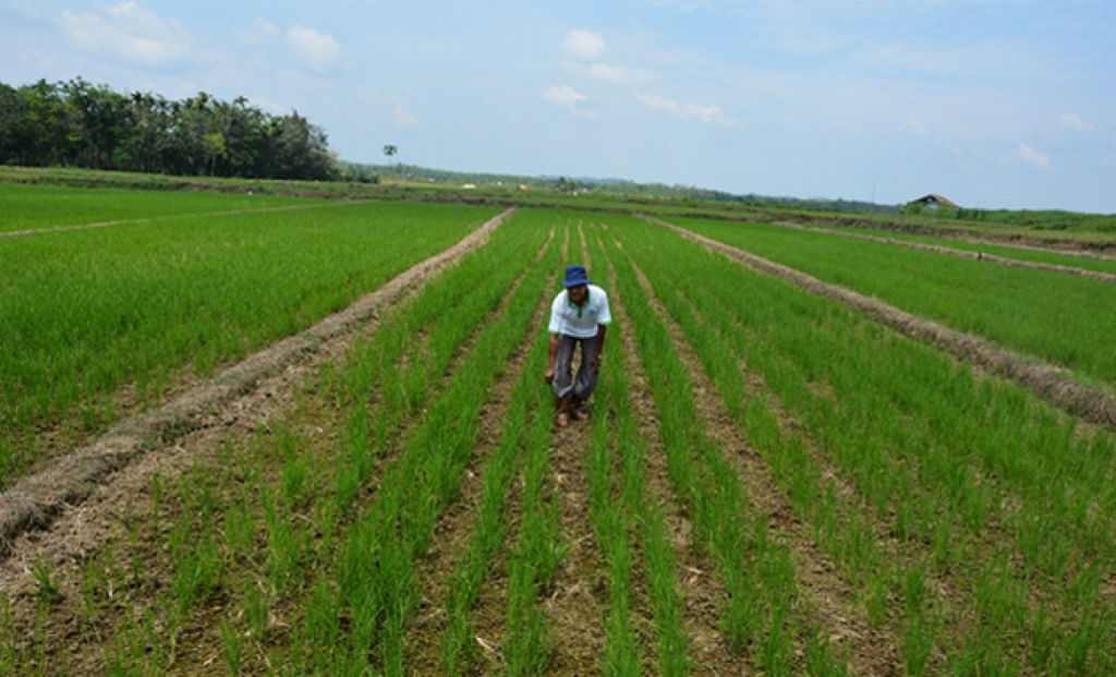 BUDIDAYA-PADI-GOGO-DI-LAHAN-KERING