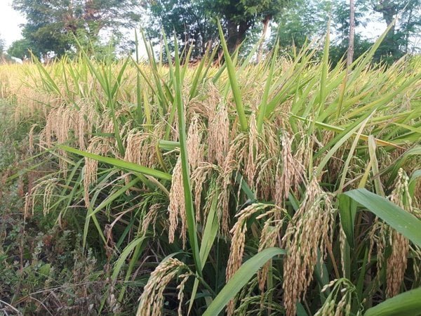 BENIH-PADI-UNGGUL-CIPUTRI