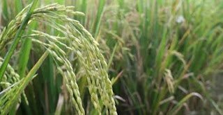 Varietas-Padi-Green-Super-Rice
