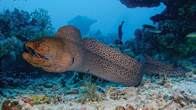 Jenis-Belut-Laut-Di-Indonesia