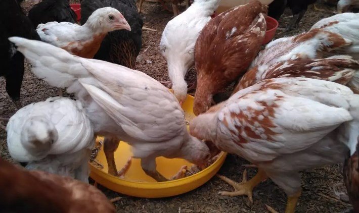 PANDUAN-CARA-TERNAK-AYAM-KAMPUNG