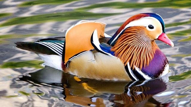 Bebek-Hias-Yang-Cantik-dan-Anggun