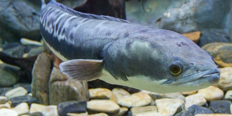 Panduan-Budidaya-Ikan-Gabus-Paling-Lengkap