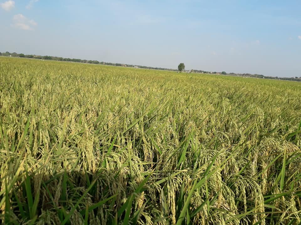 CAKRABUANA-04-Padi-Lokal-Unggul