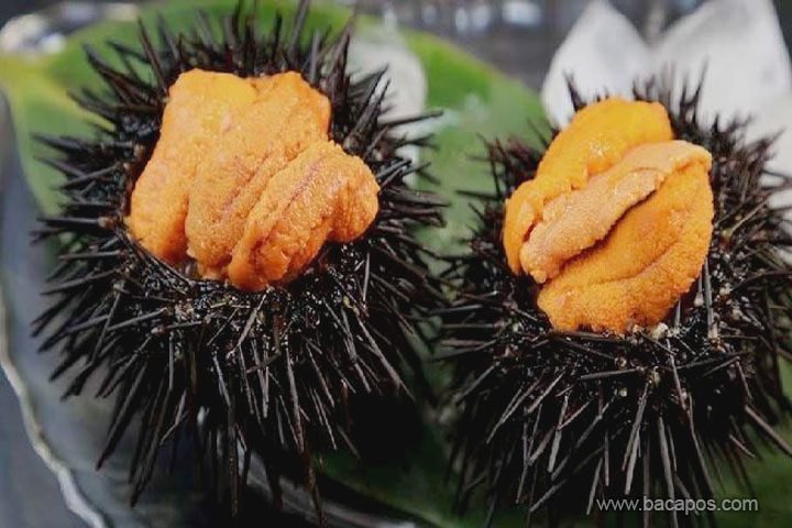 Manfaat-Hewan-Laut-Bulu-Babi