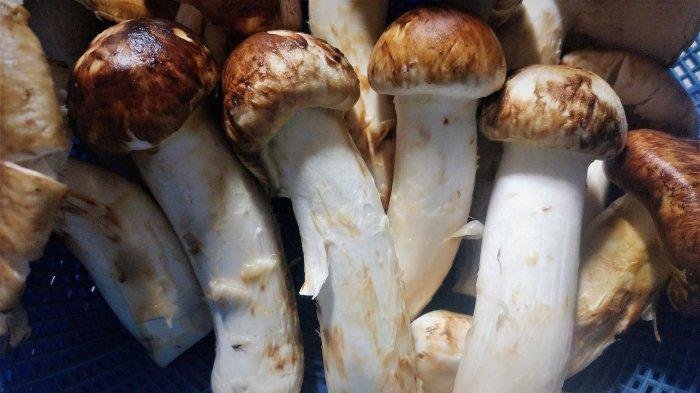 Matsutake-Jamur-Seharga-Motor