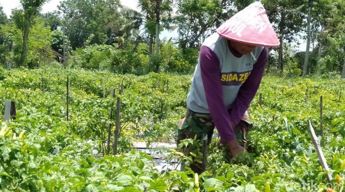 Bantul Sediakan-Lahan-Untuk-Bertanam-Cabai
