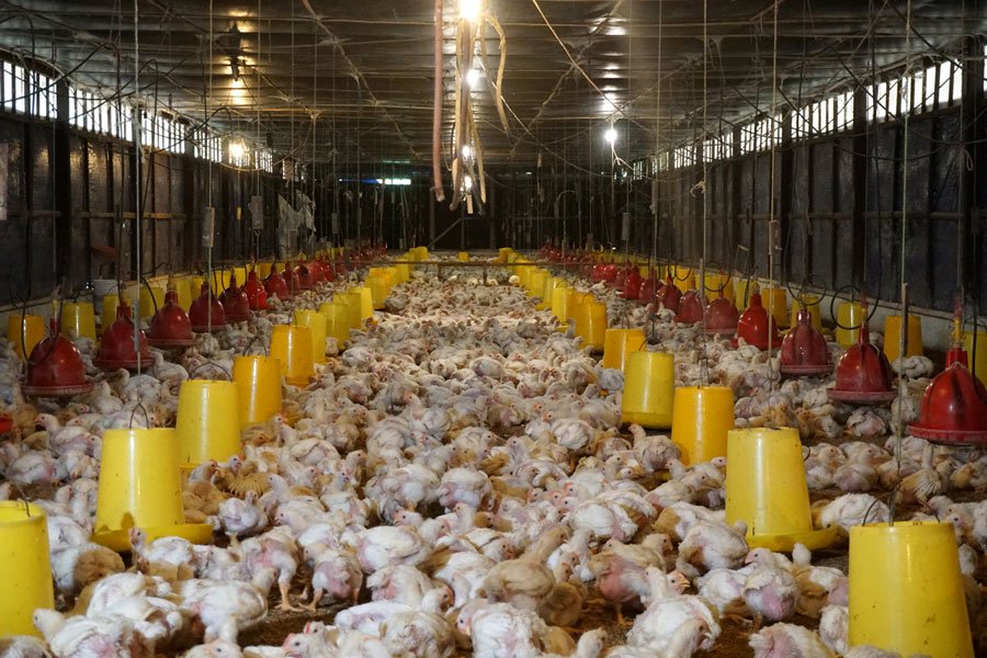 Peternak-Ayam-Metode-Kandang-Close-Farm