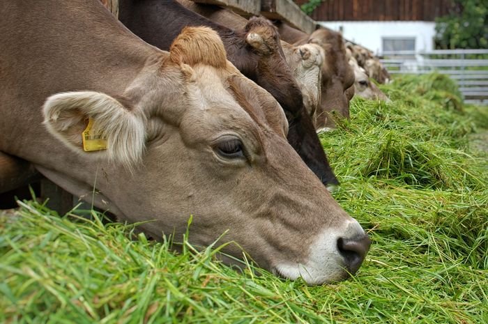 Pakan-Ternak-Sapi-Alami-Terbaik