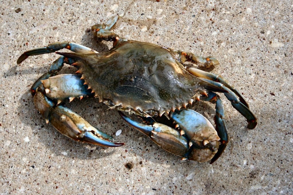 7-Jenis-Kepiting-Ini-Aman-Dikonsumsi