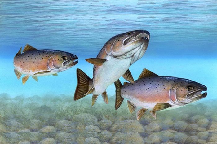 Siklus-Hidup-Ikan-Salmon