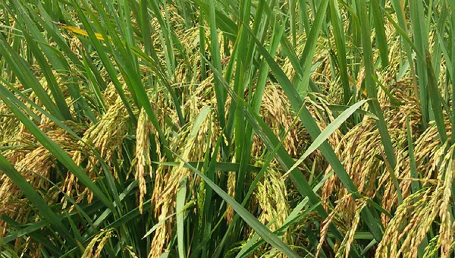 Varietas-Unggul-Padi-Tahan-Hama-dan-Penyakit