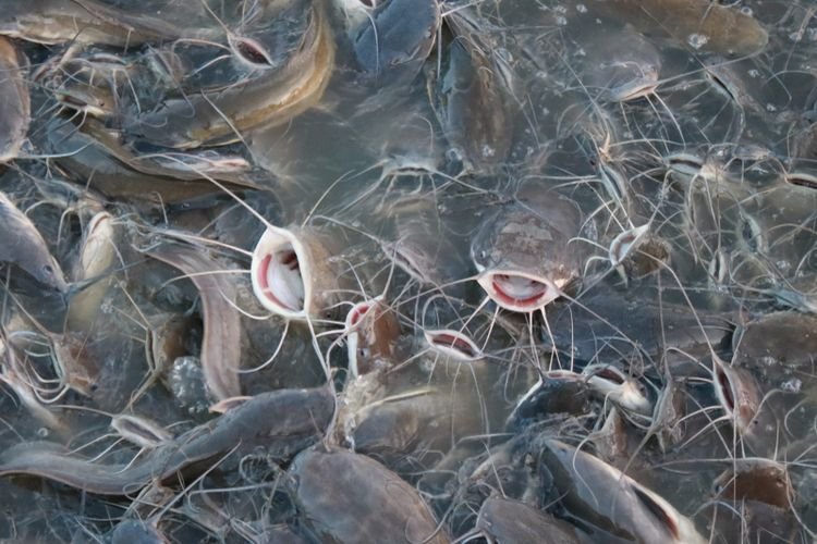 Olah-Pakan-Ikan-Patin-dan-Lele-Bikin-Ikan-Gemuk