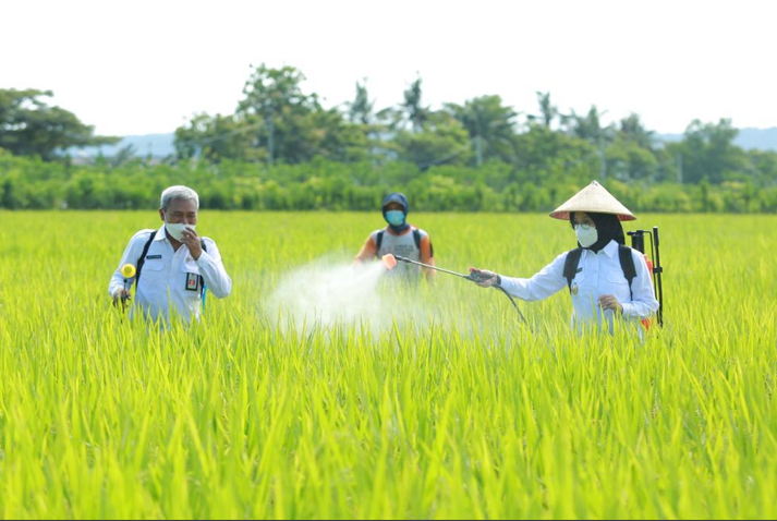 Bantuan-197-Ton-Benih-Padi-Di-Banyuwangi