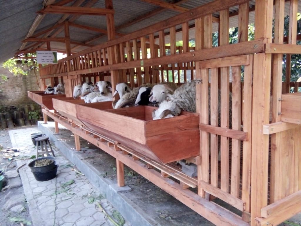 Sistem-Perkandangan-Ternak-Kambing
