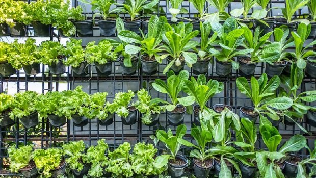 Berkebun-dengan-PAKET-BERKEBUN-MSG-3