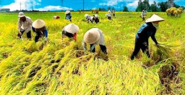 Penghasil-Pertanian-Terbesar-di-Indonesia