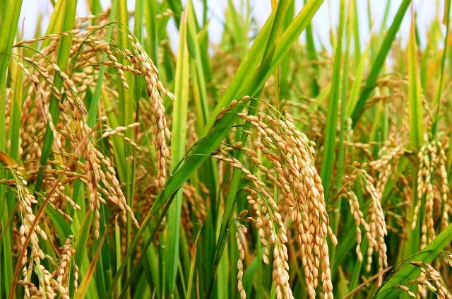 Pengembangan-Varietas-Padi-Unggul