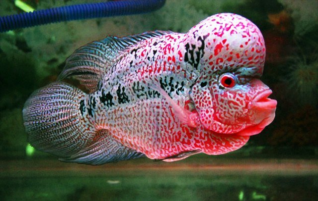 Bisnis-Ikan-Lohan-yang-Saingi-Cupang