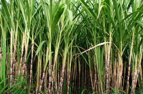 Manfaat-Tebu-yang-Belum-Banyak-Diketahui