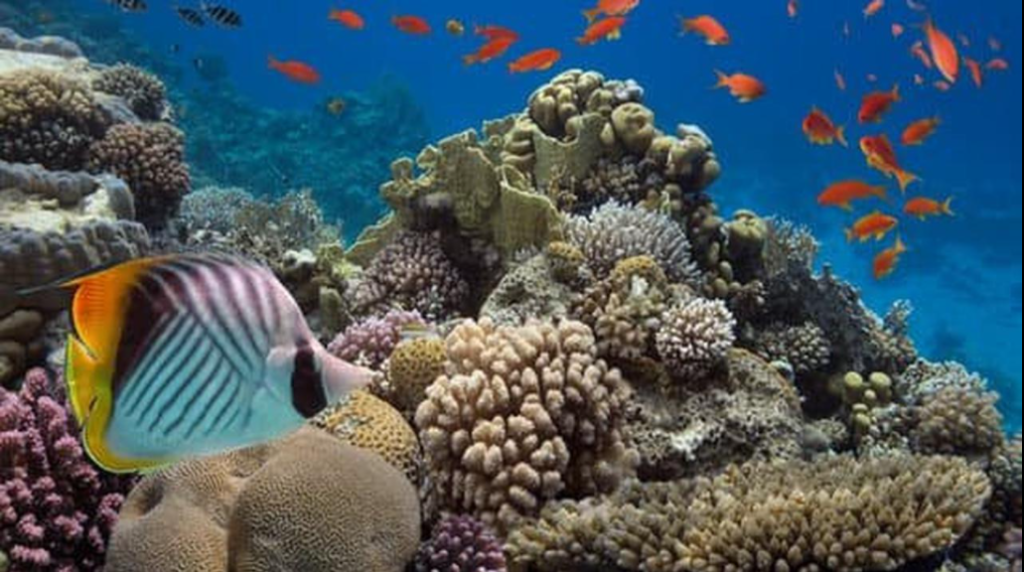 Manfaat-Terumbu-Karang-bagi-Biota-Laut