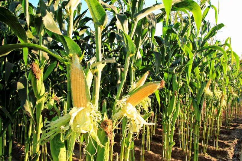 Budidaya-Jagung-Hibrida-dengan-Sistim-TOT