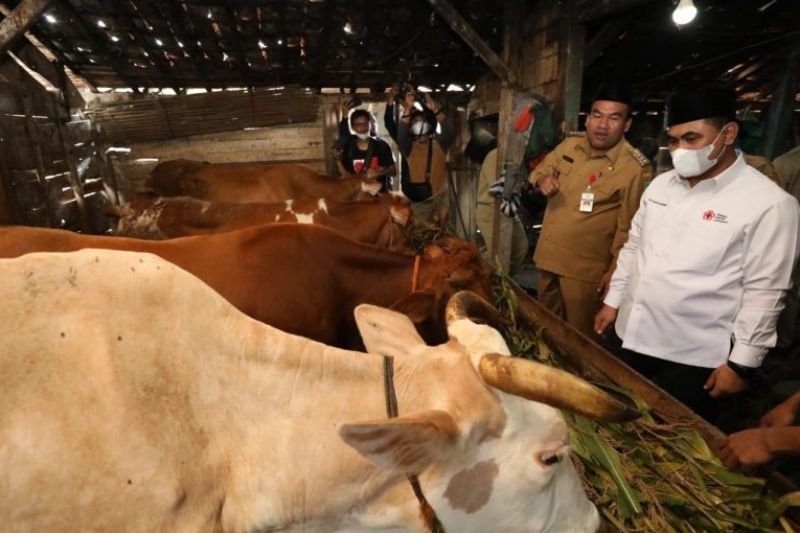 Peternak-gunakan-ramuan-untuk-cegah-PMK